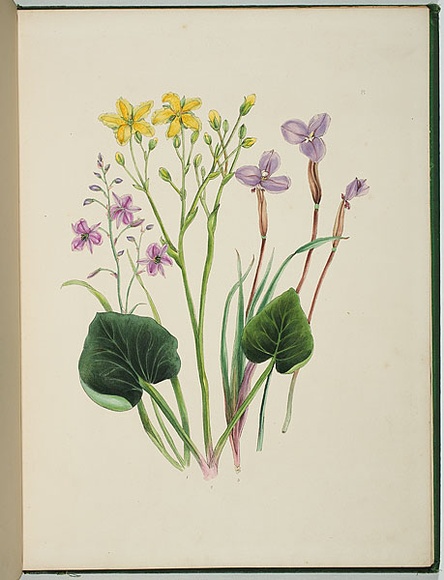 Artist: b'Charsley, Fanny Anne.' | Title: b'Anthropodium laxum [grass lily], villarsia parnassifolia and patersonia glauca.' | Date: 1867 | Technique: b'lithograph, printed in black ink, from one stone; handcoloured'