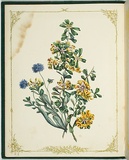 Artist: De Mole, Fanny. | Title: Daphneoides and brunonia. | Date: 1861 | Technique: lithograph, printed in black ink, from one stone; hand-coloured