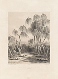 Artist: Le Breton, Louis. | Title: Torres Strait - Clamshell reservoirs | Technique: lithograph, printed in black ink, from one stone