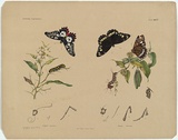 Title: Papilio anactus, Danais corinna. | Date: c.1865 | Technique: lithograph, printed in black ink, from one stone; hand-coloured