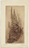 Artist: b'PERCY, W.S.' | Title: b'Hollyhocks.' | Date: 1922 | Technique: b'etching, printed in brown ink, from one plate'