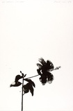 Artist: b'ROSE, David' | Title: bHibiscus (3 o'clock) | Date: 1974 | Technique: b'lithograph, printed in black ink, from one zinc plate'
