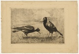 Artist: b'LONG, Sydney' | Title: b'Magpies feeding' | Date: c.1919 | Technique: b'line-etching, printed in black ink with plate-tone, from one zinc plate' | Copyright: b'Reproduced with the kind permission of the Ophthalmic Research Institute of Australia'