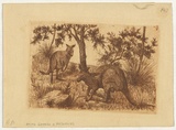 Artist: REYNOLDS, George | Title: Kangaroos | Date: c.1888 | Technique: etching, printed in brown ink with plate-tone, from one plate