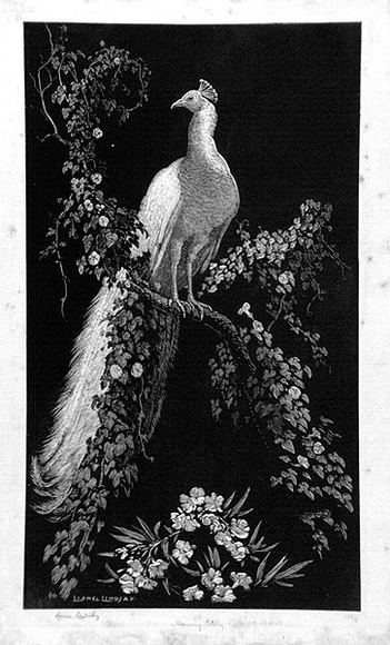 Artist: b'LINDSAY, Lionel' | Title: b'Morning glory.' | Date: 1932 | Technique: b'wood-engraving, printed in black ink, from one block' | Copyright: b'Courtesy of the National Library of Australia'