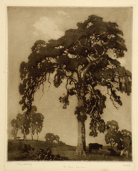 Artist: b'LINDSAY, Lionel' | Title: b'The great red gum' | Date: 1922 | Technique: b'spirit-aquatint, printed in brown ink, from one plate' | Copyright: b'Courtesy of the National Library of Australia'