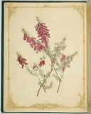 Artist: De Mole, Fanny. | Title: Epacris. | Date: 1861 | Technique: lithograph, printed in black ink, from one stone; hand-coloured