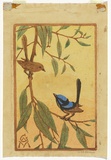 Artist: b'Mattison, G.A.' | Title: b'Blue wrens' | Date: c.1930 | Technique: b'linocut, printed in colour, from multiple blocks'