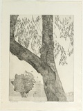 Artist: b'GRIFFITH, Pamela' | Title: b'Listening goanna' | Date: 1981 | Technique: b'etching, soft ground printed in black ink, from one zinc plate' | Copyright: b'\xc2\xa9 Pamela Griffith'