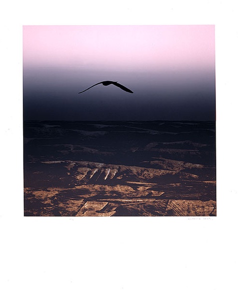 Artist: Daws, Lawrence. | Title: Omen Bird. | Date: 1970 | Technique: screenprint, printed in colour, from multiple stencils | Copyright: © Lawrence Daws