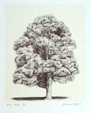 Artist: b'Pilgrim, Catherine.' | Title: b'not titled [thickly wooded tree]' | Date: 2001, March | Technique: b'lithograph, printed in colour, from two stones (image in black, cream tint)'