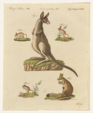 Title: not titled [Stubbs style kangaroo] | Date: c1801-15 | Technique: engraving, printed in black ink, from multiple copper plates; hand-coloured