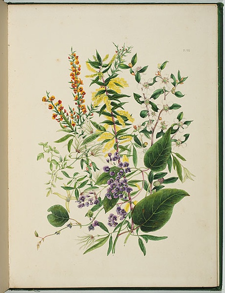 Artist: Charsley, Fanny Anne. | Title: Daviesia ulicina, hardenbergia monophylla, acacia oxycedrus, clematis microphylla and leptospermum lævigatum. | Date: 1867 | Technique: lithograph, printed in black ink, from one stone; handcoloured