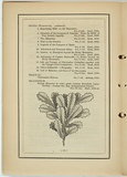 Title: b'not titled [banksia australis].' | Date: 1861 | Technique: b'woodengraving, printed in black ink, from one block'