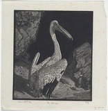 Artist: b'LINDSAY, Lionel' | Title: b'The Pelican' | Date: 1923 | Technique: b'wood-engraving, printed in black ink, from one block' | Copyright: b'Courtesy of the National Library of Australia'