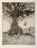 Artist: SCHELL, Frederick B. | Title: Bacha tree | Date: 1886-88 | Technique: wood-engraving, printed in black ink, from one block