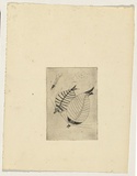 Artist: b'Lempriere, Helen' | Title: b'not titled (fish)' | Date: c.1964 | Technique: b'etching, printed in black ink, from one plate'