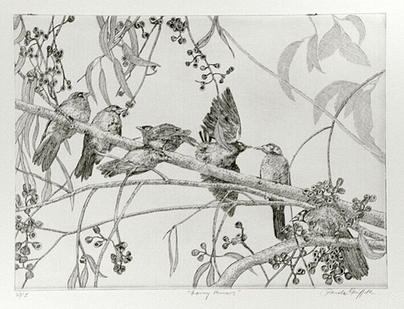 Artist: b'GRIFFITH, Pamela' | Title: b'Noisy Miners' | Date: 1989 | Technique: b'hard ground on one copper plate' | Copyright: b'\xc2\xa9 Pamela Griffith'