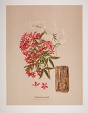 Artist: b'UNKNOWN' | Title: b'Christmas bush' | Technique: b'lithograph, printed in colour, from multiple stones [or plates]'