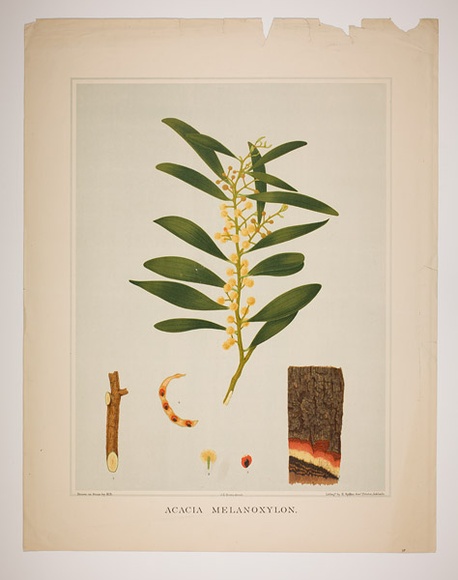 Artist: b'Fiveash, Rosa' | Title: b'Acacia melanoxylon.' | Date: 1882 | Technique: b'lithograph, printed in colour, from multiple stones [or plates]'