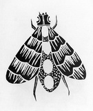 Artist: b'Artist unknown' | Title: b'Fly' | Date: 1970s | Technique: b'woodcut, printed in black ink, from one block'