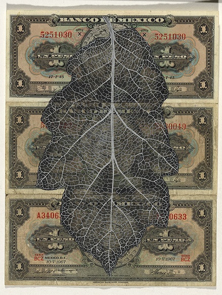 Artist: b'HALL, Fiona' | Title: b'Quercus crassifolia - Mexican oak (Mexican currency)' | Date: 2000 - 2002 | Technique: b'gouache' | Copyright: b'\xc2\xa9 Fiona Hall'