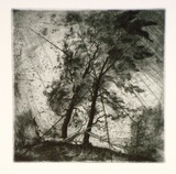 Artist: FEINT, Adrian | Title: (Trees). | Date: 1980 | Copyright: Courtesy the Estate of Adrian Feint