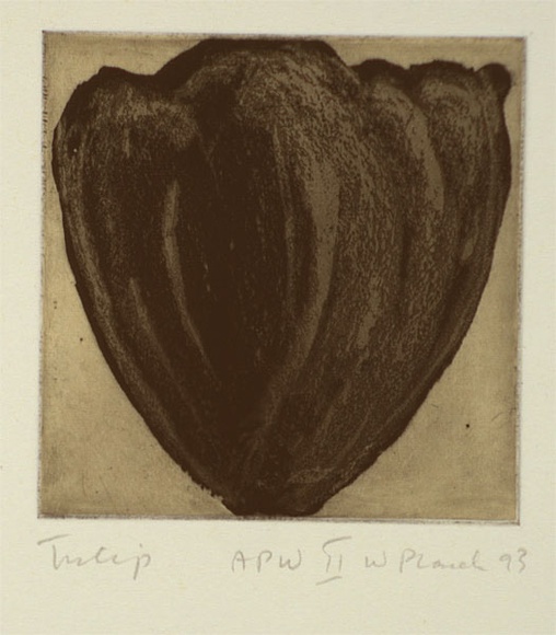 Artist: b'Placek, Wes.' | Title: b'Tulip' | Date: 1993, July | Technique: b'etching, printed in black ink with plate-tone, from one plate' | Copyright: b'\xc2\xa9 Wes Placek c/- Wesart, Melbourne'