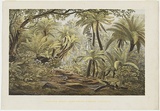 Artist: b'von Gu\xc3\xa9rard, Eugene' | Title: b'Ferntree Gully, Dandenong Ranges, Victoria.' | Date: (1866) | Technique: b'lithograph, printed in colour, from multiple stones'