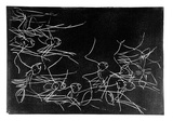 Artist: b'Buckley, Sue.' | Title: b'Soldier ants.' | Date: 1961 | Technique: b'linocut, printed in black ink, from one block' | Copyright: b'This work appears on screen courtesy of Sue Buckley and her sister Jean Hanrahan'