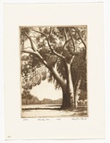 Artist: PLATT, Austin | Title: Shady tree | Date: 1945 | Technique: etching, printed in black ink, from one plate
