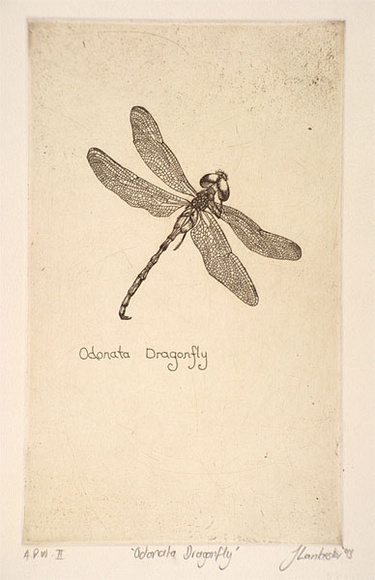 Artist: b'Lankester, Jo.' | Title: b'Odonata dragonfly' | Date: 1995, December | Technique: b'etching, printed in black ink, from one copper plate'