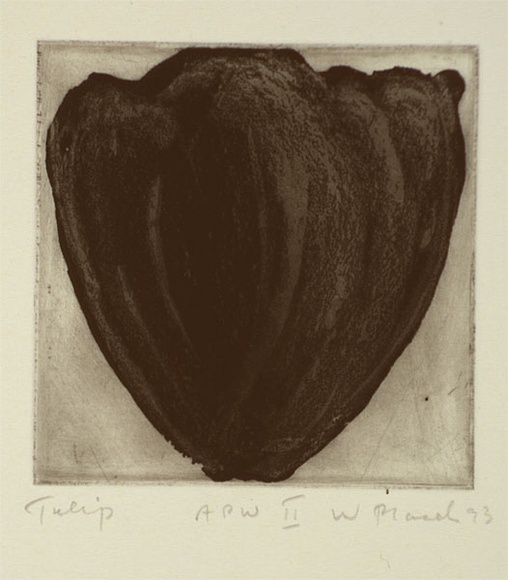 Artist: b'Placek, Wes.' | Title: b'Tulip' | Date: 1993, July | Technique: b'etching, printed in black ink with plate-tone, from one plate' | Copyright: b'\xc2\xa9 Wes Placek c/- Wesart, Melbourne'