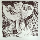 Artist: Hillard, Merris. | Title: Mushroom | Date: c.1986 | Technique: lithograph, printed in black ink, from one stone