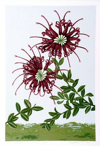 Artist: b'letcher, William.' | Title: b'Grevillea punicea.' | Date: 1979 | Technique: b'screenprint, printed in colour, from multiple stencils' | Copyright: b'With the permission of The William Fletcher Trust which provides assistance to young artists.'
