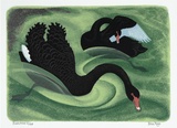 Artist: Mayo, Eileen. | Title: Black swans.