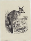 Artist: Scott, Harriet. | Title: The Kangaroo (Macropus major). | Date: 1868 | Technique: lithograph, printed in black ink, from one stone