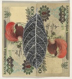 Artist: HALL, Fiona | Title: Myristica fragrans - Nutmeg (Indonesian currency) | Date: 2000 - 2002 | Technique: gouache | Copyright: © Fiona Hall