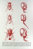 Artist: Gibbs, Denyse. | Title: Document 2 | Date: 1973 | Technique: photo-screenprint, printed in red ink, from one stencil; decal lettering | Copyright: This work appears on screen courtesy of the artist and copyright holder