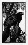 Artist: b'LINDSAY, Lionel' | Title: bPrince Albert's Curassow | Date: 1935 | Technique: b'wood-engraving, printed in black ink, from one block' | Copyright: b'Courtesy of the National Library of Australia'