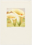 Artist: b'Russell,, Deborah.' | Title: b'Lily II' | Date: 1989 | Technique: b'lithograph, printed in colour from multiple stones'