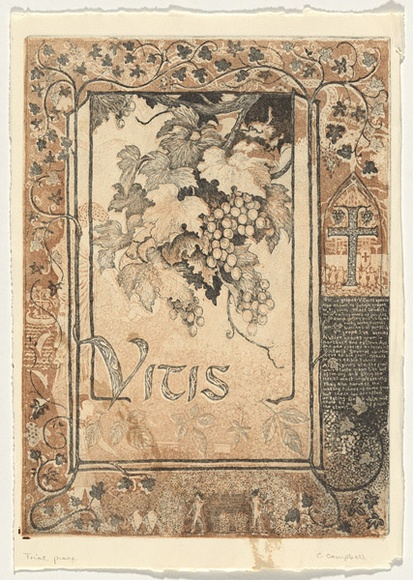 Artist: b'Campbell, C.' | Title: b'not titled [Vitis: Native grapes].' | Technique: b'etching and aquatint, printed in black and brown ink, from two plates'