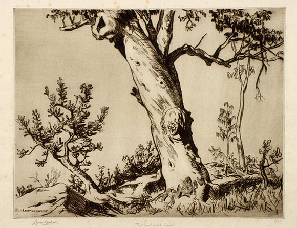 Artist: b'LINDSAY, Lionel' | Title: b'The great white gum, Wahroonga, Sydney' | Date: 1937 | Technique: b'drypoint, printed in brown ink with plate-tone, from one plate' | Copyright: b'Courtesy of the National Library of Australia'