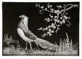 Artist: LINDSAY, Lionel | Title: Spring | Date: 1936 | Technique: wood-engraving, printed in black ink, from one block | Copyright: Courtesy of the National Library of Australia