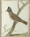 Artist: b'Lewin, J.W.' | Title: b'Crested thrush.' | Date: 1803-1805 | Technique: b'etching, printed in black ink, from one copper plate; hand-coloured'