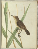 Artist: Lewin, J.W. | Title: Reed warbler. | Date: January 1805 | Technique: etching, printed in black ink, from one copper plate; hand-coloured