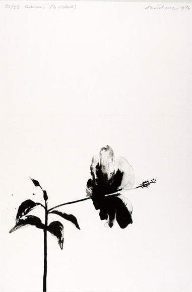 Artist: b'Rose, David.' | Title: bHibiscus (4 o'clock) | Date: 1974 | Technique: b'lithograph, printed in black ink, from one zinc plate'