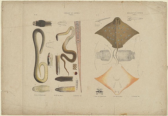 Artist: Hamel, Julius. | Title: Proof sheet of four images of reptiles and fishes. | Date: 1878 | Technique: lithograph, printed in colour, from multiple stones