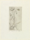 Artist: b'EWINS, Rod' | Title: b'Where the bee sucks.' | Date: 1964 | Technique: b'line-engraving, printed in black ink, from one copper plate'