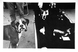 Artist: b'Hall, Judith.' | Title: b'Postcard: (Dog show)' | Date: 1985 | Technique: b'photo-offset-lithograph'